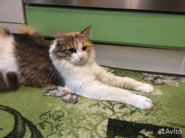 Кошки бесплатно