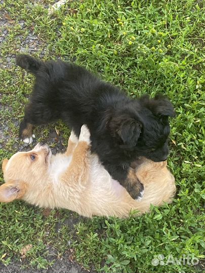 Собаки в добрые руки щенков