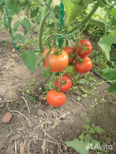 Помидоры