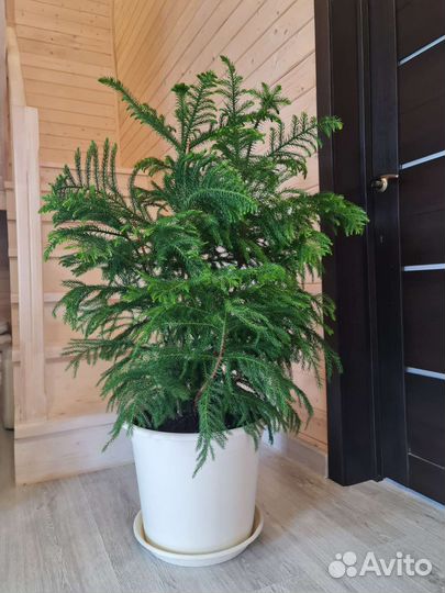 Хвойник Араукария Хетерофилла выносливая