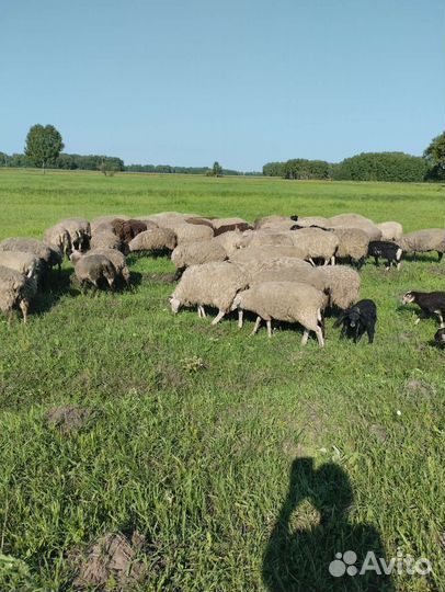 Овцы и быки