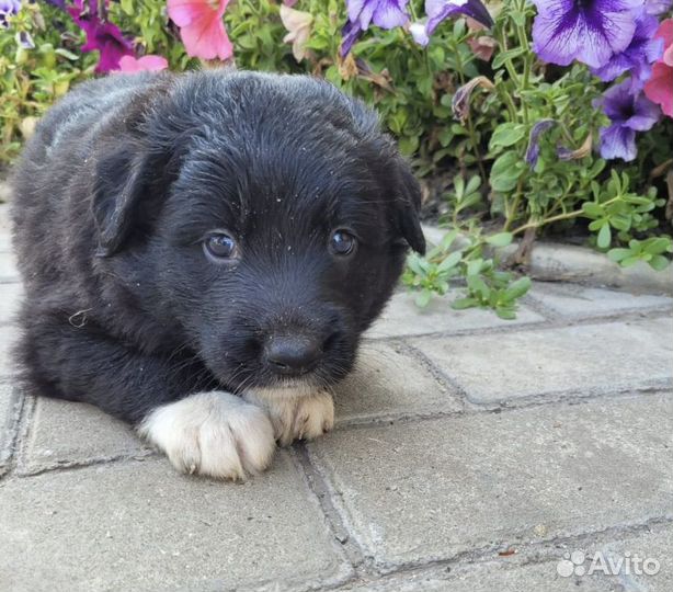 Мальчик в дар