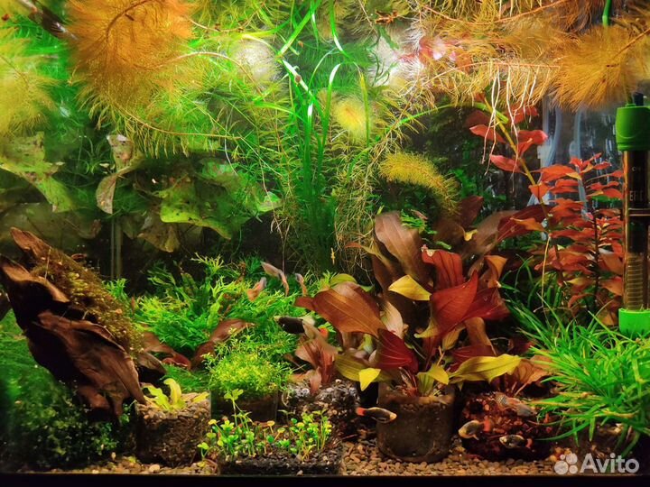 Кринум курчавый и другие растения