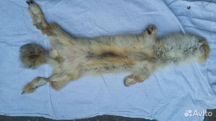 Цельные шкуры лисы