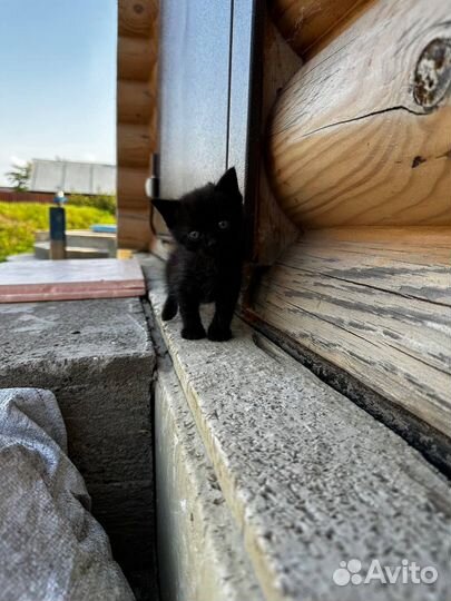 Котята