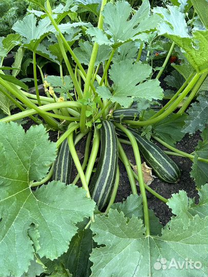 Кабачки домашние