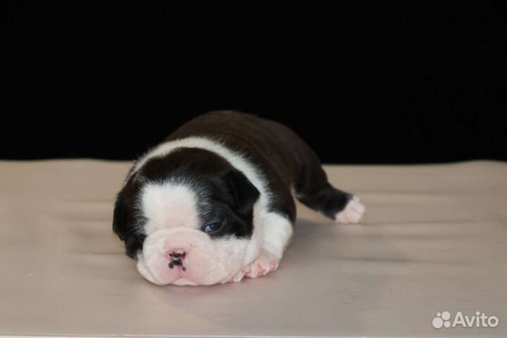 Бостон терьер(мальчик)