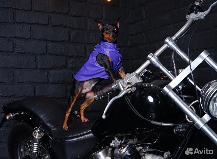 Цвергпинчер