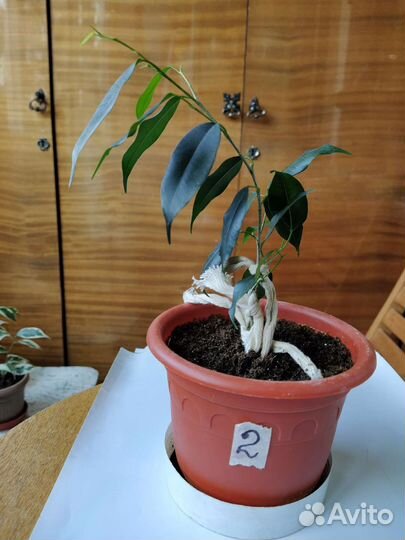 Фикусы Даниэль и Старлайт(продажа и обмен)