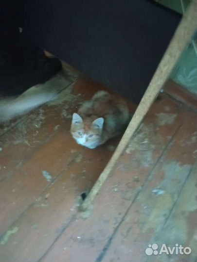 Кошки бесплатно