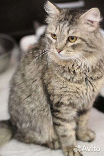 Котик Грей