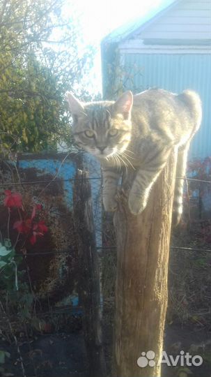 Котёнок парень