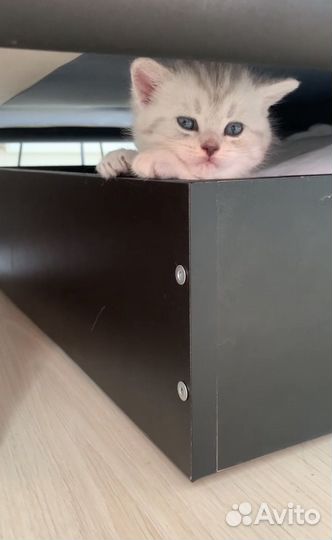Британские серебристые котята