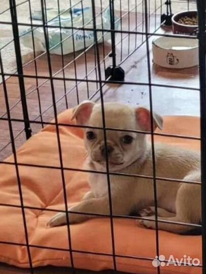 Щенки чихуахуа