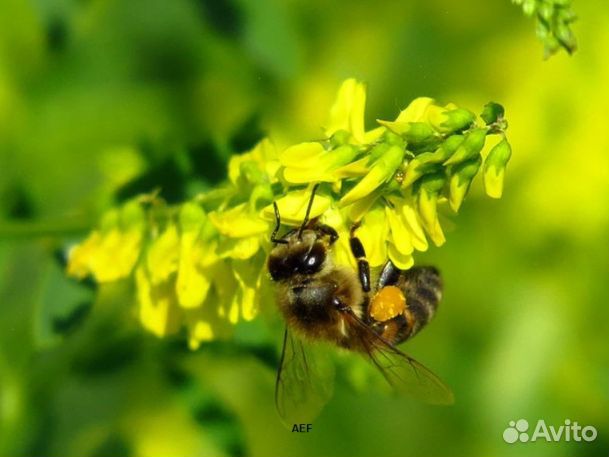 Мёд 24 года из Алтая оптом