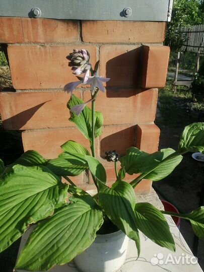 Хоста укорененная