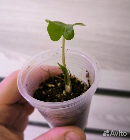 Алоказия Лоу райдер