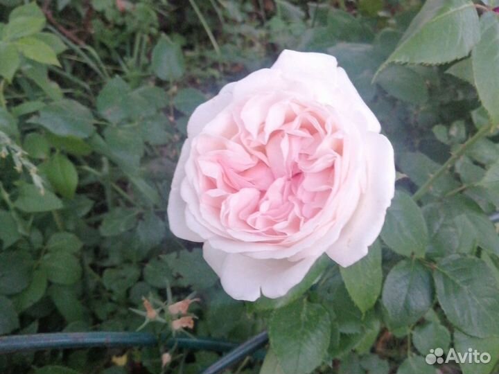 Розы Букеты Центр Владимира