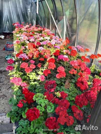 Пеларгония герань в огромном ассортименте
