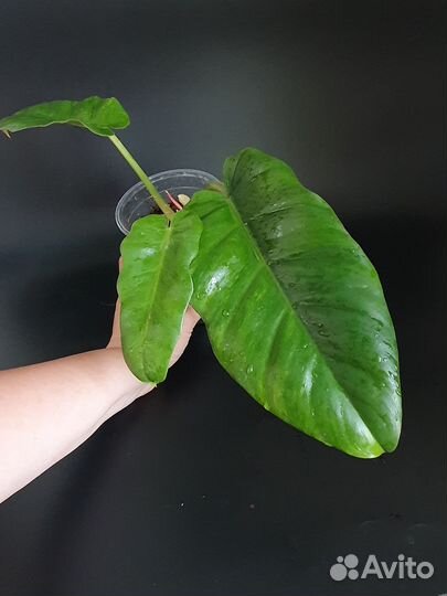 Филодендрон Jungle Fever variegat