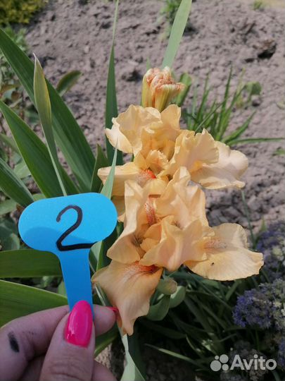 Ирисы карликовые и бородатые