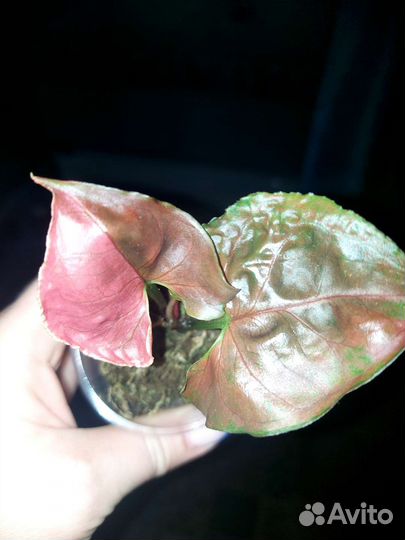 Сингониумы сортовые