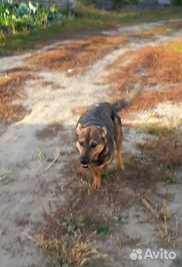 Чарыш ищет хозяина