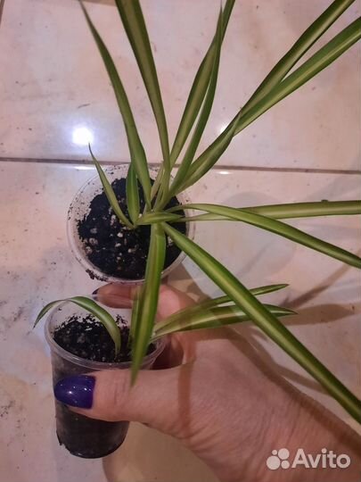 Хлорофитум