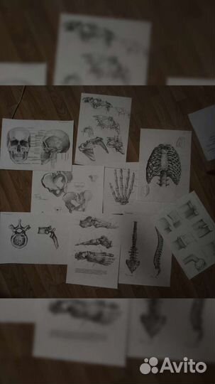 Плакаты анатомия