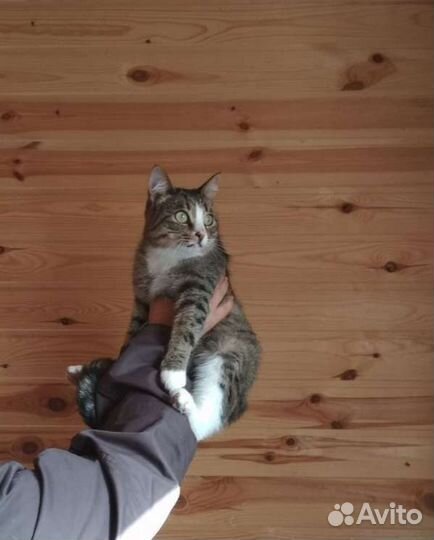 Кошка в дар
