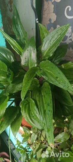 Дримиопсис