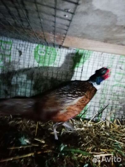 Фазан самец