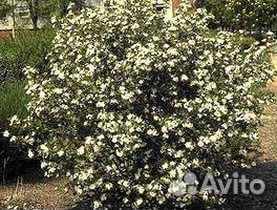 Арония черноплодная (черноплодная рябина)