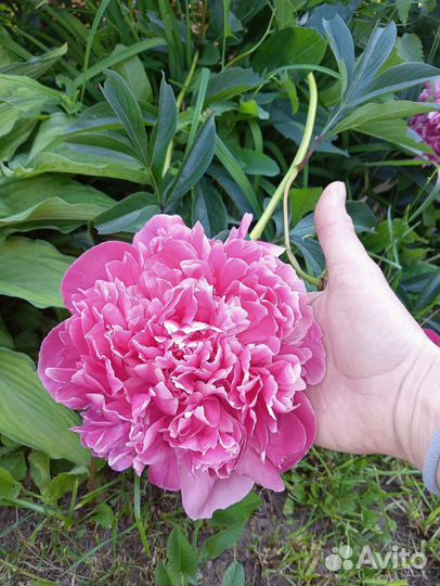 Пионы саженцы