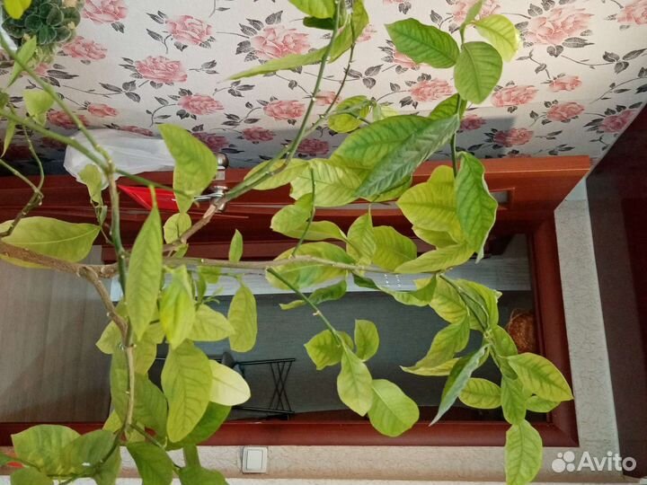 Лимон, но не привит