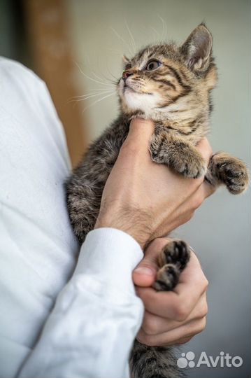 Тима ищет дом