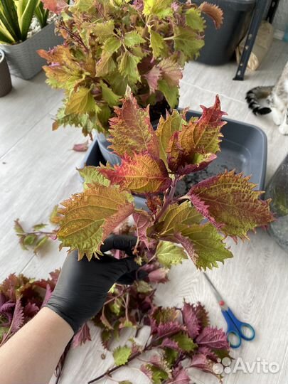 Черенки Колеуса Хенна