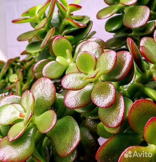 Красснула Хавортия вар Адениум