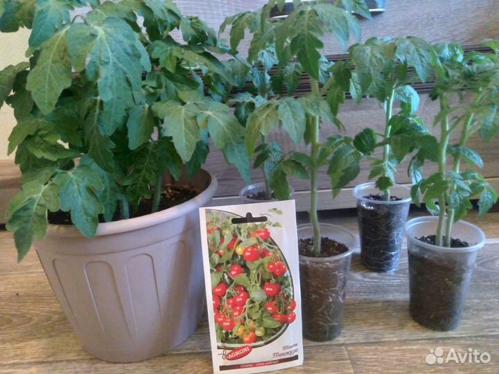 Балконные помидоры)
