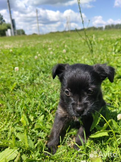 Собаки щенки