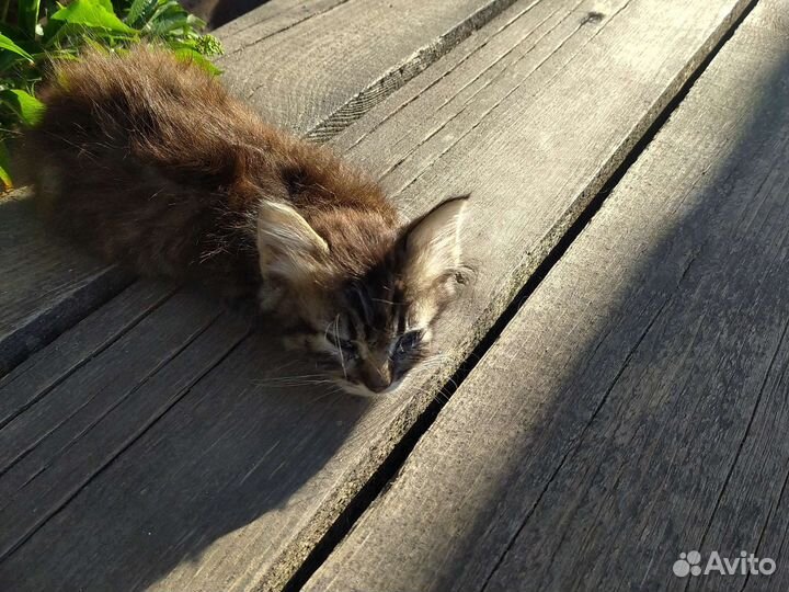 Котята в добрые руки бесплатно