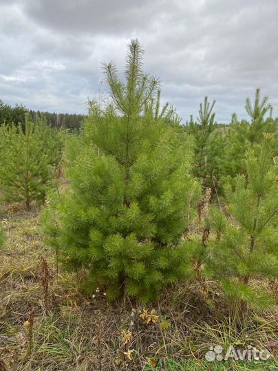 Сосна обыкновенная