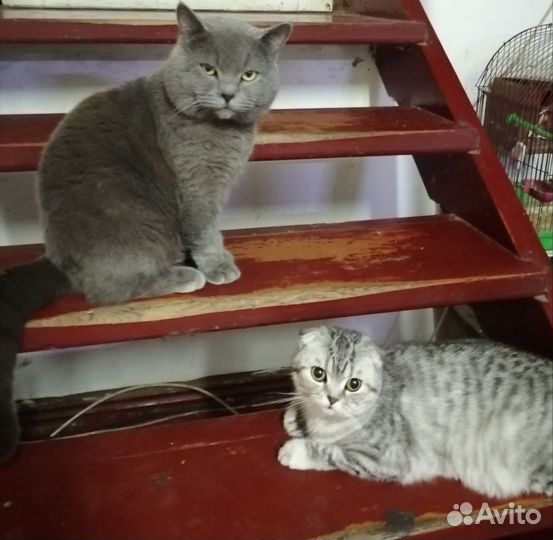 Британский котик