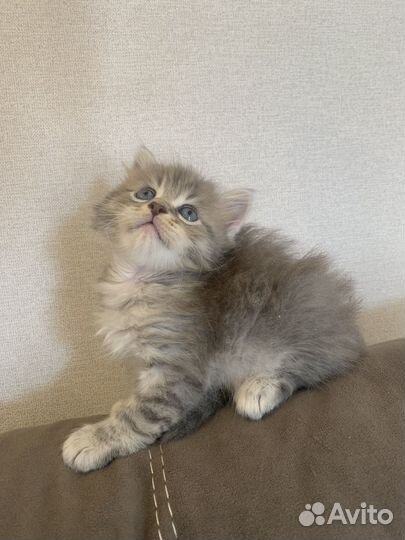 Котята мейн-кун метис