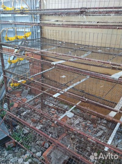 Клетки для перепелов комплект с