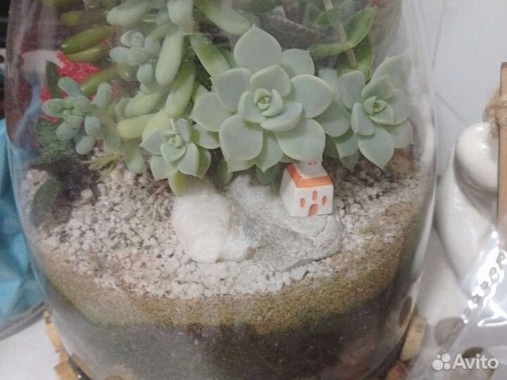 Сингониум,Замиокулькас и др