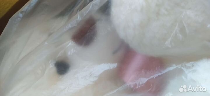 Медведь с бантом