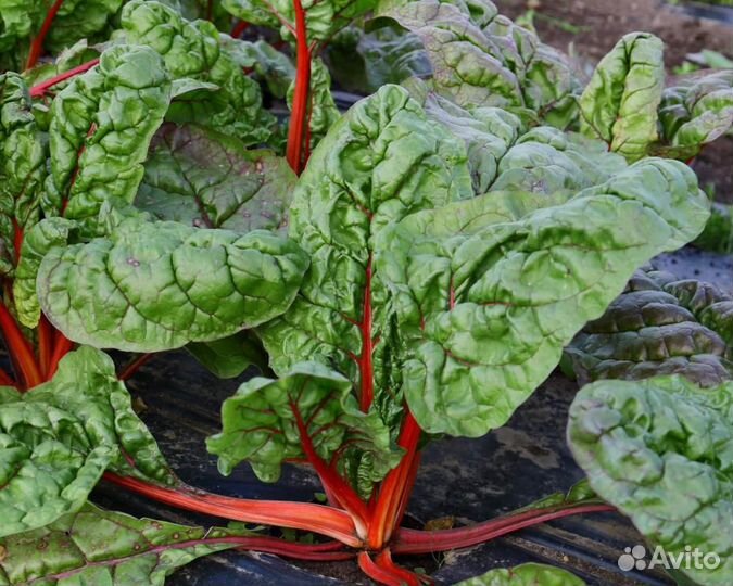 Семена Мангольда 