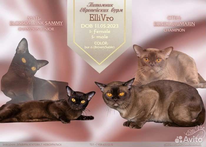 Бурманские, питомник