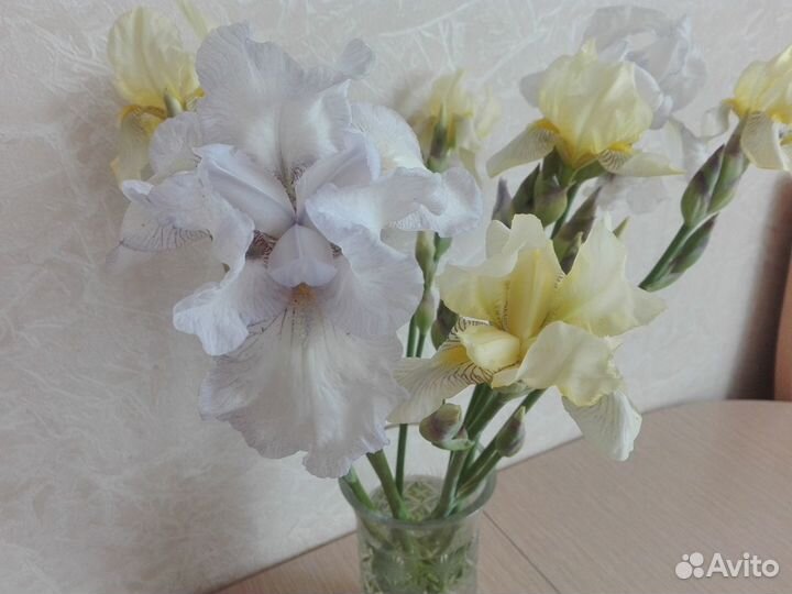 Ирисы бородатые